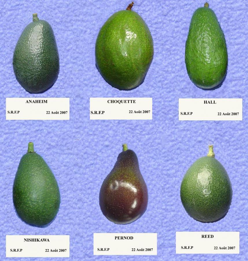 Avocat | Agripedia